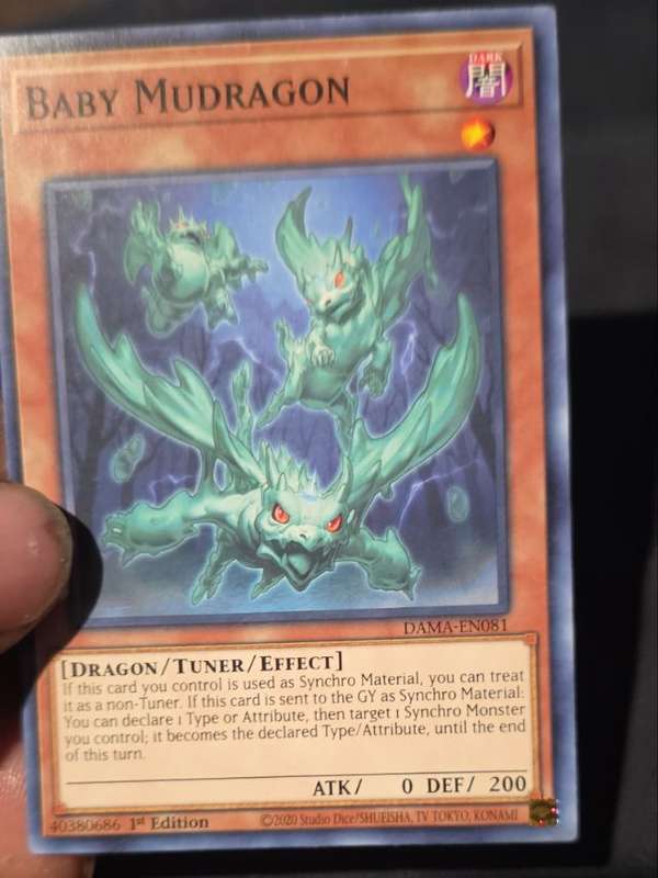 Baby Mudragon