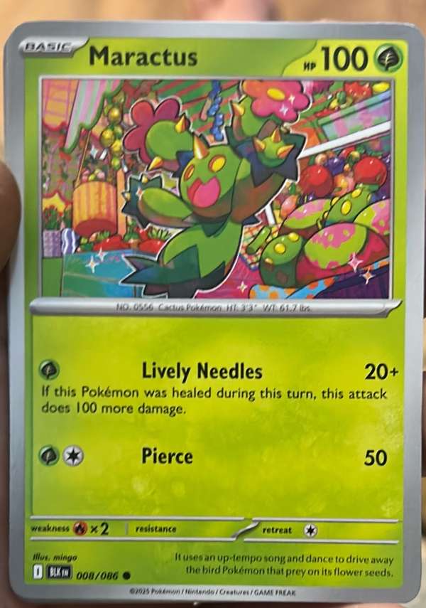 Maractus