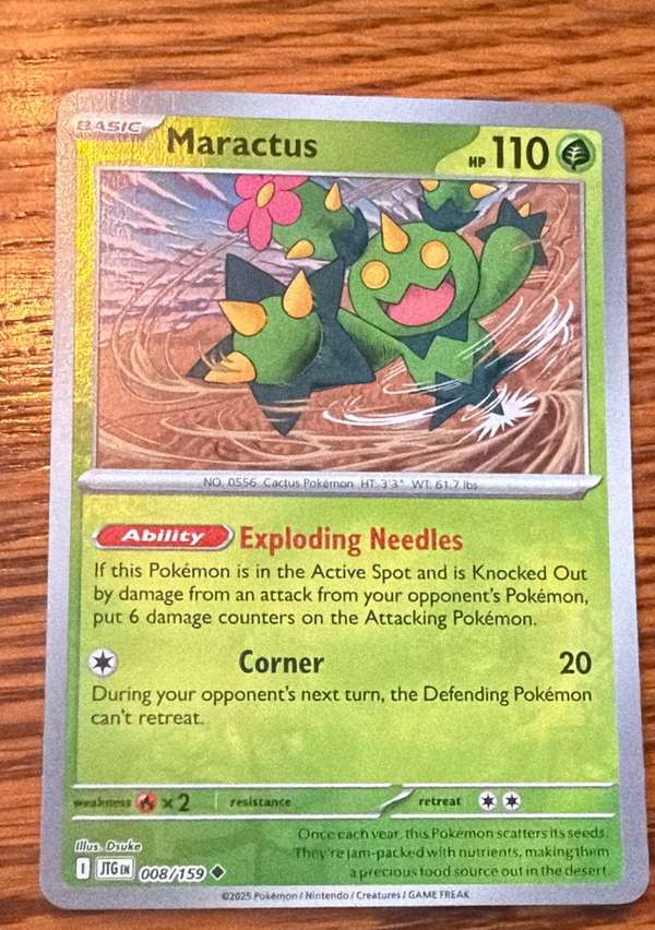 Maractus