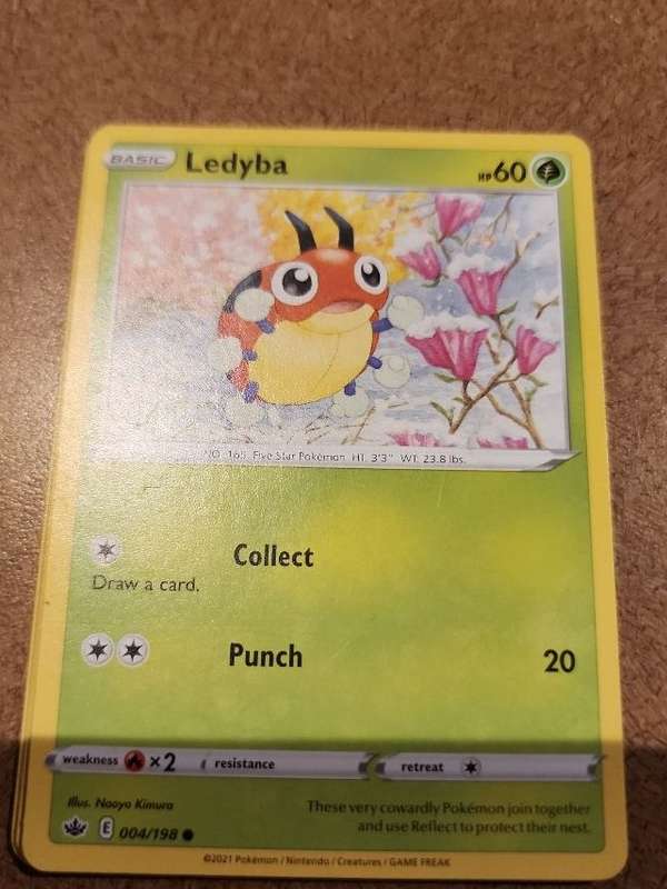 Ledyba