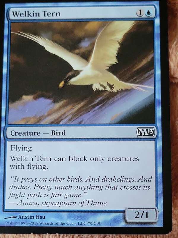 Welkin Tern