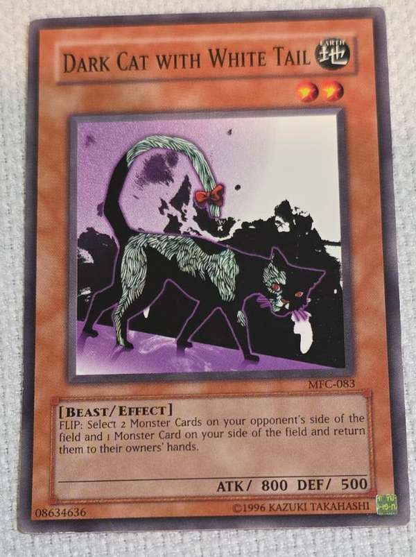Dark Cat with White Tail
