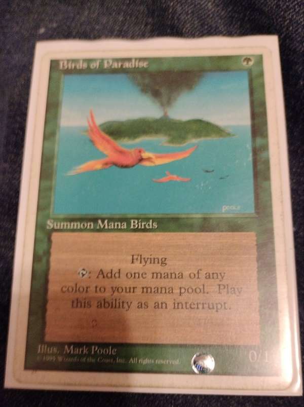 Birds of Paradise