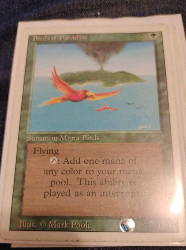 Birds of Paradise